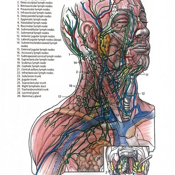 Lymphatic-System.jpg