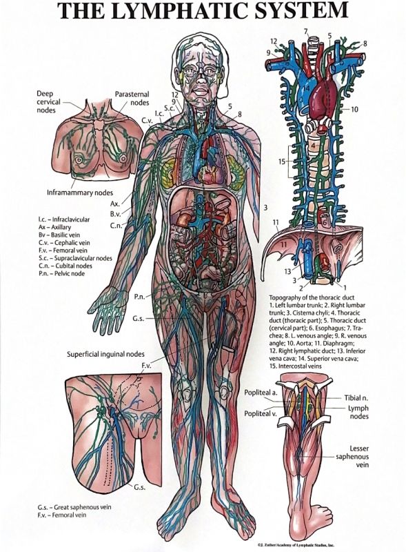 lymphatic-system-1.jpg